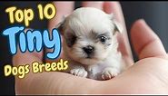 😍Top 10 Tiny Dog Breeds🐾 Teacup Dog small Dog breeds