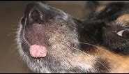 Effecitve & Speedy Help for Canine Oral Papilloma Warts | Nzymes