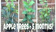 How To Grow An Apple Tree From Seed - 5 Months Old!