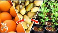 Growing Citrus Trees from Seed – Fruit to Seedling