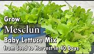 How to Grow Mesclun in Containers from Seed - Easy Planting Guide