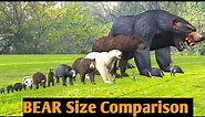 Bear SIZE Comparison |3D|🐻 Size comparison