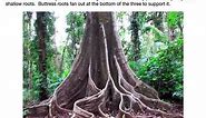 Rainforest plant adaptations Year 7