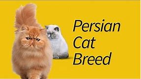 Types of Persian Cats—That You've Never Heard!