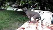 Best ultimate pit bull protection guard dog attack trained family pitbull k9 Achilles