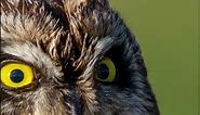 Unveiling the Superb Owl Meme Phenomenon Hilarious Super Bowl Reactions