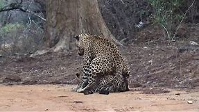 The Leopard Mating Pair - Yala National Park August 2021