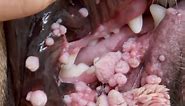 Horror hidden in dog's mouth: warts infestation! 🤮