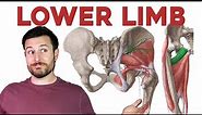 How to Remember Every Muscle of the Lower Limb and Leg | Corporis