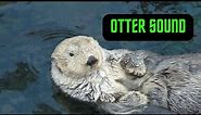 otter sounds | sea otters sounds