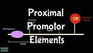 Proximal Promotor Elements | Proximal Promotor Sequences |