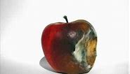 Rotting Apple (Mould)
