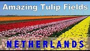 Amazing Tulip Fields Netherlands 2020 | World's Largest Tulip Fields | Holland Tulips Video HD [4K]