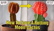 Moon Cactus Rot | How To Save A Rotting Cactus
