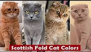 Top 10 Scottish Fold Cat Colors And Patterns / Types Of Scottish Fold Cat
