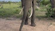 Elephant's Delight: Feasting on Sweet Marula Fruits #animal #wildlife #wildanimal