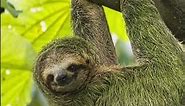 Sloths let algae grow in their fur?!