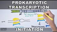 Prokaryotic Transcription Initiation and Elongation