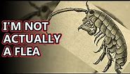 Sand Flea facts: actually a crustacean | Animal Fact Files