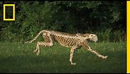The Science of a Cheetah's Speed | National Geographic
