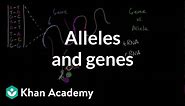 Alleles and genes
