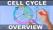 Cell Cycle | Overview