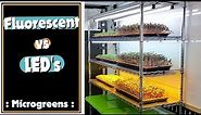 Microgreen Lighting: Fluorescent vs LED's - On The Grow