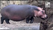 Hippo Fiona is 6 Years Old - Here's 6 Years of Highlights - Cincinnati Zoo