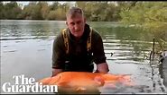 Angler catches world's largest goldfish named 'the Carrot'