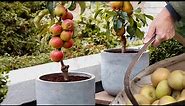 How to Grow, Fertilizing, And Harvesting Apple Trees in Pots | Grow Fruit At Home - Gardening Tips