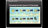 Chlamydia life cycle