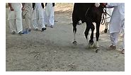 #Mashallah ⚜️🧿 Horse: #Hans Age: 30... - Hirzai Horse Breed