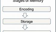 Memory Stages In Psychology: Encoding Storage & Retrieval