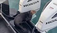 Amazing footage as otter jumps on boat to escape orca