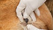 Dog Wart vs. Skin Tag: Identification and Treatment Options