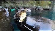 Cute Sea Otters Shuck And Eat Oysters