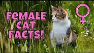 12 Fascinating Facts About Female Cats (#11 is Beautiful)