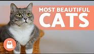 Top 10 MOST BEAUTIFUL CAT BREEDS in the WORLD 🐱💕