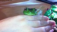 Stickyfrogs - Today’s 237% Very Happy Smile is brought to...
