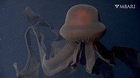 An extraordinary deep-sea sighting: The giant phantom jelly