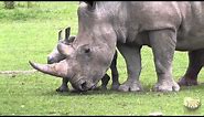 Baby Rhinoceros "Astrid" at Cotswold Wildlife Park, 1st July 2013