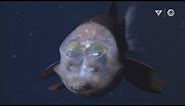 MBARI's Top 10 deep-sea animals