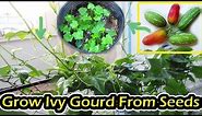 How To Grow Ivy Gourd From Seeds Till Harvest