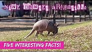 Nine Banded Armadillo / Five Interesting Facts About Our Mid-Day Visitor!