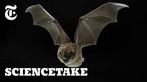 Secrets of the Bat Wing | ScienceTake