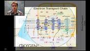 Cellular Respiration