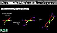 Chromatin Conformation Capture | Chromosome Conformation Capture Assay | Hi-C Method |