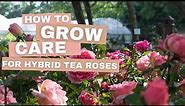 How to grow & care for Hybrid Tea Roses