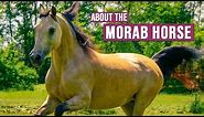 Morgan & Arabian Cross? Meet the Morab Horse!