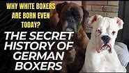 The secrets of German Boxer Dog history...